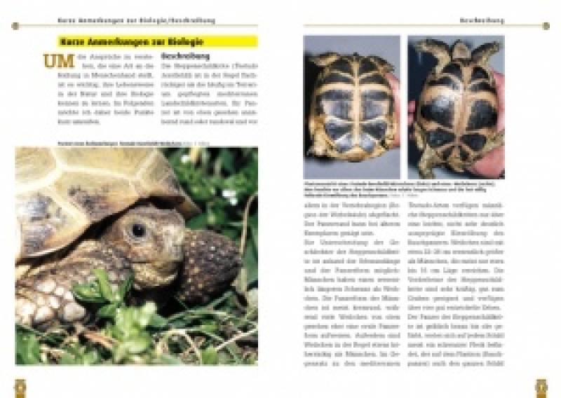 Die Steppenschildkröte